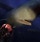 Album Oktobutz, Track Schlauchboot, Musi, RAP